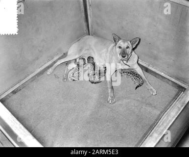 Hirtenhund Doggy aus Soest zoogt vier junge Poemas in Artis Datum: 31. Oktober 1956 Standort: Amsterdam, Noord-Holland Schlüsselwörter: Hunde Institutionenname: Artis Stockfoto