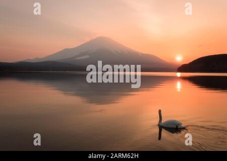 Mt. Fuji und ein Schwan am Yamanaka-See Stockfoto