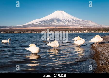 Mt. Fuji und Swans am Yamanaka-See Stockfoto