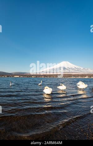 Mt. Fuji und Swans am Yamanaka-See Stockfoto