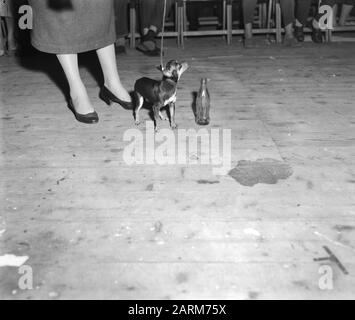 Siebzehnter Gewinner der internationalen Hundeausstellung im RAI-Gebäude in Amsterdam Datum: 13. april 1958 Standort: Amsterdam, Noord-Holland-Institutionenname: RAI Stockfoto