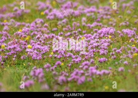 Schöner Blumenhintergrund mit rosafarbenen Blumen aus wildem Thymian (Thymus Lamiaceae) auf einer Wiese in den Bergen Stockfoto