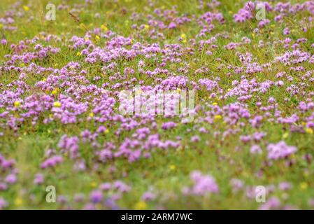 Schöner Blumenhintergrund mit rosafarbenen Blumen aus wildem Thymian (Thymus Lamiaceae) auf einer Wiese in den Bergen Stockfoto