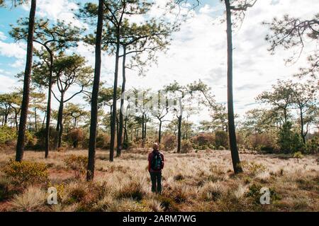 Okt 31, 2019 Loei - Thailand - Touristenwanderungen im Glasfeld und auf dem Naturpfad Kiefernwald unter der Nachmittagssonne im Nationalpark Phu Kradueng. Si Stockfoto