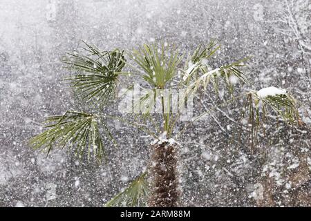 Palmen im Schneefall. Große Schneeflocken auf grünen Palmenblättern. Ungewöhnliches Wetter in den Tropen. Klimawandel. Stockfoto