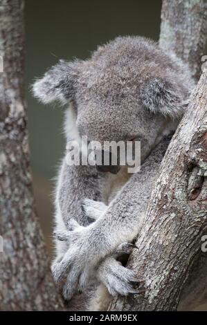 Nahaufnahme eines schlafenden Koalas auf einem Eukalyptusbaum im Daisy Hill Koala Center in Brisbane, Australien Stockfoto
