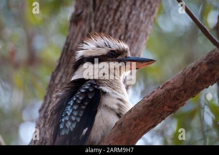 Blick auf einen lachenden Kookaburra-Vogel (Dacelo novaeguineae) auf einem Baumzweig im Daisy Hill Conservation Park in Brisbane, Queensland, Australien Stockfoto