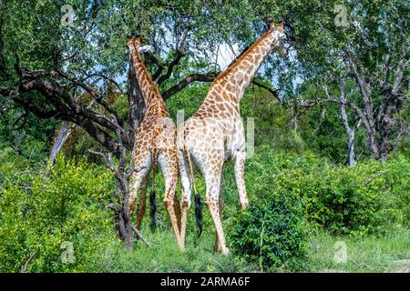 Blick von hinten von zwei Giraffen, die nebeneinander im Kruger National Park in Südafrika stehen, Bild in horizontaler Form Stockfoto