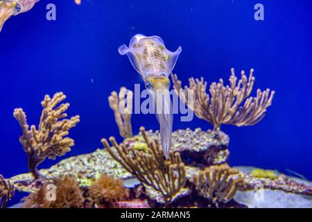 The Amazing Squid of Monterey Bay, Kalifornien Stockfoto