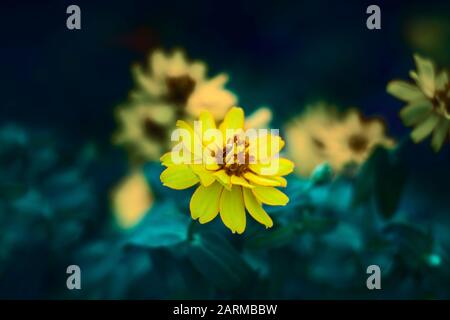 Gelbe zinnia-blume. Schöne zinnia blüht auf grünem Blattgrund. Nahaufnahme der zinnia-blumen im Sommergarten. Stockfoto