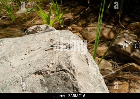 Eine Libelle erwärmt sich auf einem Felsen in der Nähe eines kleinen Quellflusses in der Mojave-Wüste bei Las Vegas, Nevada. Stockfoto