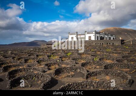 Lanzarote, SPANIEN - 12. Dezember 2017: Weinberge und Weingut La Geria auf vulkanischem Boden auf Lanzarote, Kanarische Inseln. Stockfoto