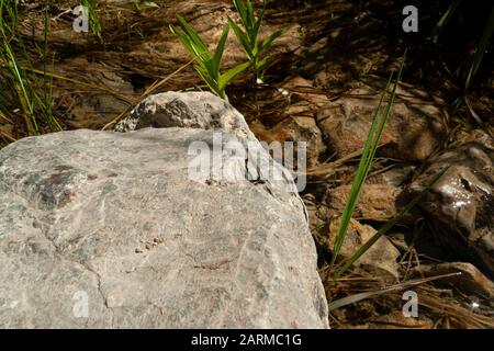 Eine Libelle erwärmt sich auf einem Felsen in der Nähe eines kleinen Quellflusses in der Mojave-Wüste bei Las Vegas, Nevada. Stockfoto