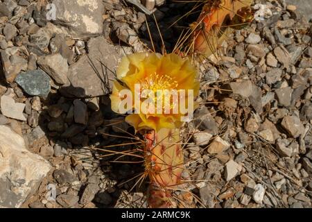 Stachelige Birnen (Opuntia spp.) Kaktusblüten mit der vollen Hitze des Tages in der Mojave-Wüste in der Nähe von Las Vegas Nevada, USA. Stockfoto