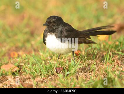 Willie Wagtail kleiner australischer, schwarz-weißer singvogel Stockfoto