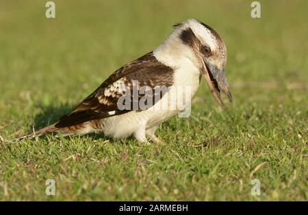 Laughing Kookaburra (Dacelo novaeguineae), der weltweit größte Eisvogel, in Australien, der auf dem Boden nach Beute jagt Stockfoto