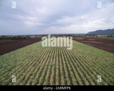 Luft aus Zuckerrohrfeld in Thailand Stockfoto