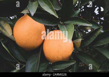 Orangen Wachsen auf Baum in Kalifornien Stockfoto