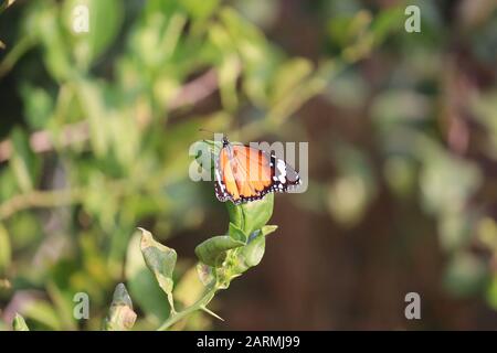 Schlosstich Schmetterling auf Blume, Tigerfalter, indien Stockfoto