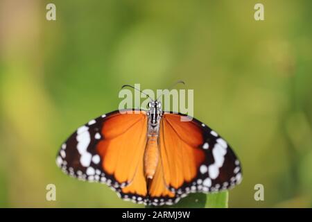 Mikroaufnahme von Tiger-Schmetterling in der Natur, Schmetterling Stockfoto