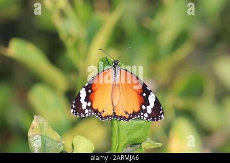 Mikroaufnahme von Tigerschmetterling im Frühling, Schmetterling Stockfoto