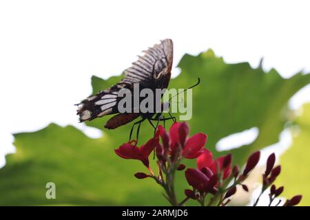 Mikrofoto von schwarzem Schmetterling, Schmetterlingsflügel an weißem Punkt im Frühling Stockfoto