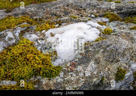 Pflanzen auf Steinen am Rystraumen bei Tromsø, Nordnorwegen Stockfoto