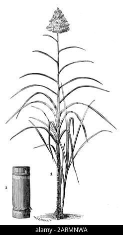 , H. Gedau (Botanik-Buch, 1898) Stockfoto
