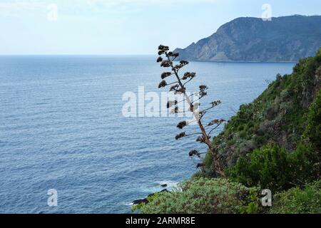 Mediterrane Meereslandschaft auf dem Monterosso-Wanderweg Vernazza, Blick über die Landzunge zurück nach Punta Mesco, Cinque Terre, italienische Riviera Stockfoto