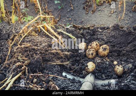 Mit einer Schaufel Haufen roher Frischkartoffeln aus dem Boden aufgraben Stockfoto