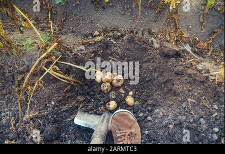 Mit einer Schaufel Haufen roher Frischkartoffeln aus dem Boden aufgraben Stockfoto