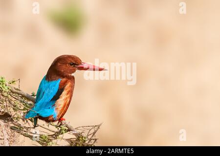 Weißer kehlender Eisvogel auf einer Pflanze, die wegschaut Stockfoto