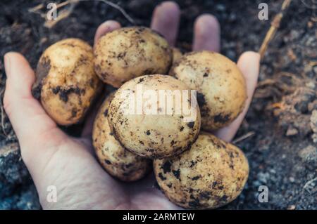 Haufen roher, frisch gegrabener Kartoffeln in weiblicher Hand Stockfoto