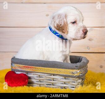 Cute English Setter Welpe Hund im Korb. Stockfoto