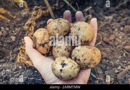 Haufen roher, frisch gegrabener Kartoffeln in weiblicher Hand Stockfoto