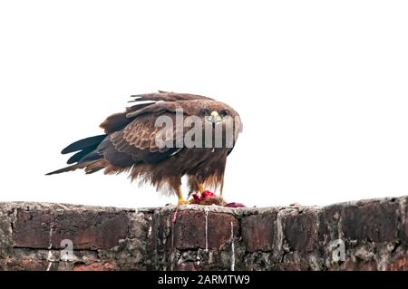 Schwarzer Kite, der mich beim Mittagessen betrachtet Stockfoto