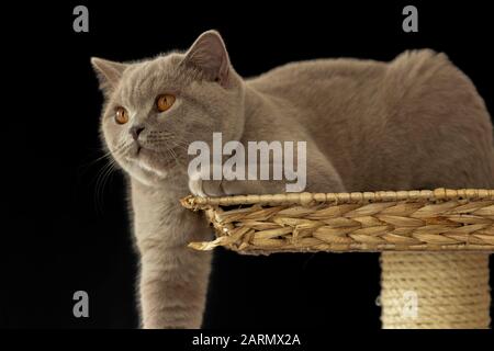 Graue britische Kurzhaarkatze isoliert auf schwarzem Hintergrund Stockfoto