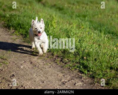 West Highland Terrier, der auf einem Weg neben einem Rasenfeld läuft Stockfoto