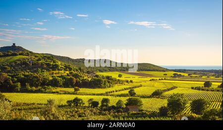 Bolgheri und Castagneto Carducci Weinberg Luftansicht bei Sonnenuntergang. Maremma Toskana, Italien, Europa. Stockfoto