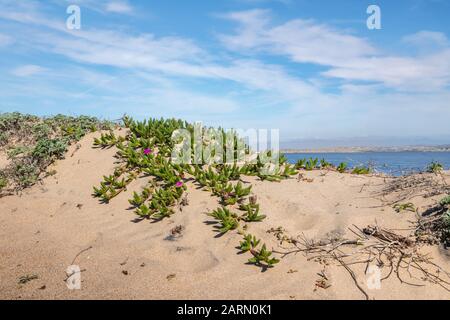 Sanddünen am Strand und schöne saftige Pflanze - Hardy Eispflanze in Blüte Stockfoto