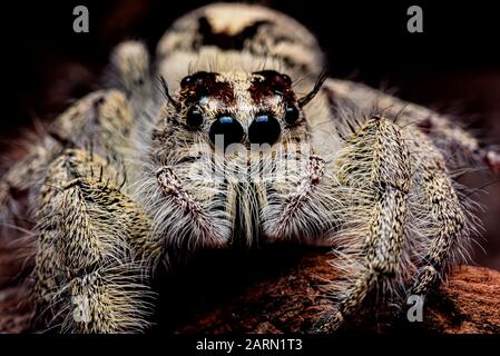 Platycryptus undatus springen Close up Spider. Makro Foto von Insekt und Tier Stockfoto
