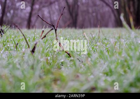 Morgentau auf jungem Grüngras. Ein ungewöhnlich warmer Winter. Das Foto wurde im Januar 2020 im Süden der Ukraine aufgenommen. Aufnahmen auf Augenhöhe. Stockfoto