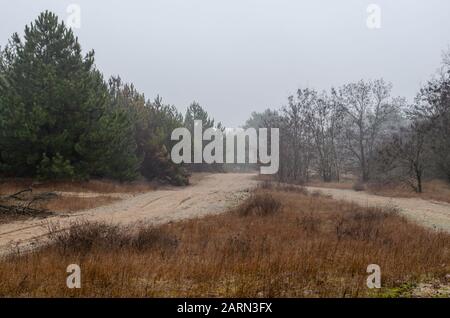 Junge Kiefern im Morgennebel. Sandstraße zwischen den Bäumen. Genießen Sie die natürliche Schönheit der Natur bei einem Spaziergang am Morgen. Selektiver Fokus. Stockfoto