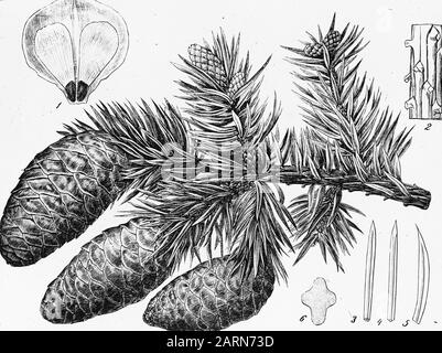 Zeichnungsdatum: Undatierte Stichwörter: Bäume, Wälder, Botanische, Alleen, Nadelholz Personenname: Picea polita Stockfoto