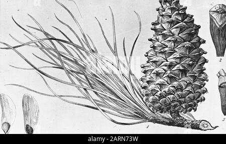 Zeichnungsdatum: Undatierte Stichwörter: Bäume, Wälder, Botanische, Alleen, Nadelholz Personenname: Pinus ponderosa Stockfoto