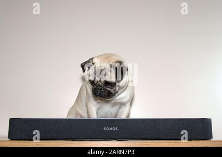 PUG-Hund sitzt hinter einer Sonos-Balken-Soundbar vor einem hellen Hintergrund Stockfoto