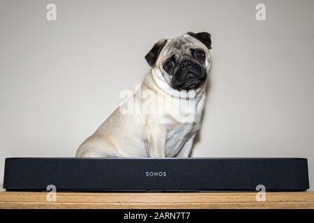 PUG-Hund sitzt hinter einer Sonos-Balken-Soundbar vor einem hellen Hintergrund Stockfoto