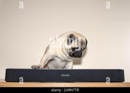 PUG-Hund sitzt hinter einer Sonos-Balken-Soundbar vor einem hellen Hintergrund Stockfoto
