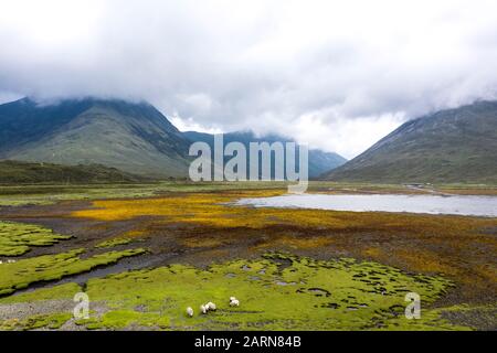 Luftaufnahme von Weideschafen auf einem Meeresgrund auf der Insel Skye. Der hohe Berg mit dramatischen Wolken gibt dem Bild eine spannende Tiefe. Stockfoto