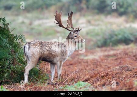 Fallow Deer Buck (Dama dama) im Herbstrut Stockfoto